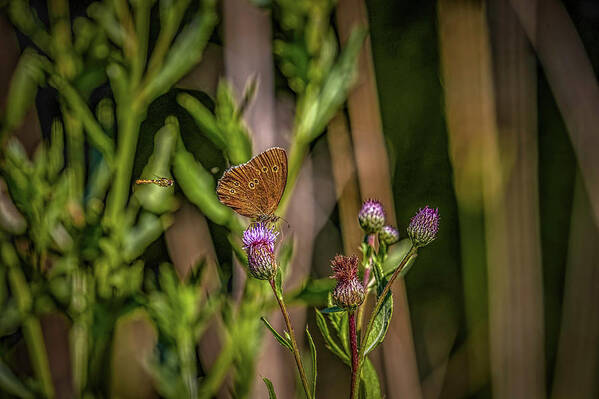 Butterfly Art Print featuring the photograph Butterfly And Hoverfly #h8 by Leif Sohlman