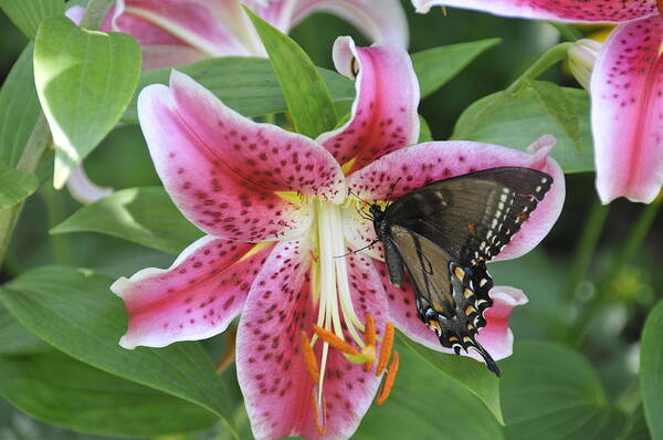 Butterfly Art Print featuring the photograph Butterfly and Lilly by David Arment