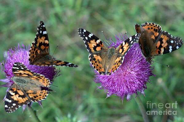 Butterfly Art Print featuring the photograph Butterfly and Thistles by Anjanette Douglas