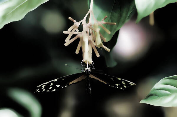 Butterfly Art Print featuring the photograph Butterfly BW by Lawrence Christopher