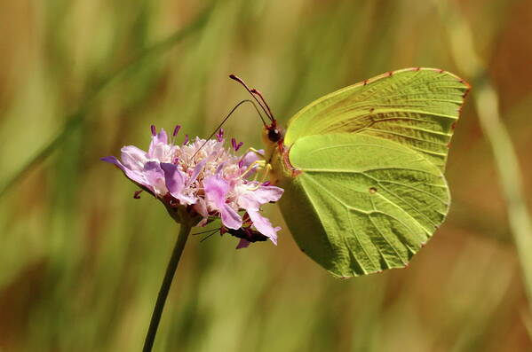 Butterfly Art Print featuring the photograph Butterfly Feeding by Jeff Townsend