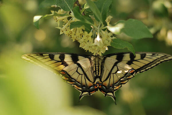 Butterfly Art Print featuring the photograph Butterfly from Another Side by Sue Capuano
