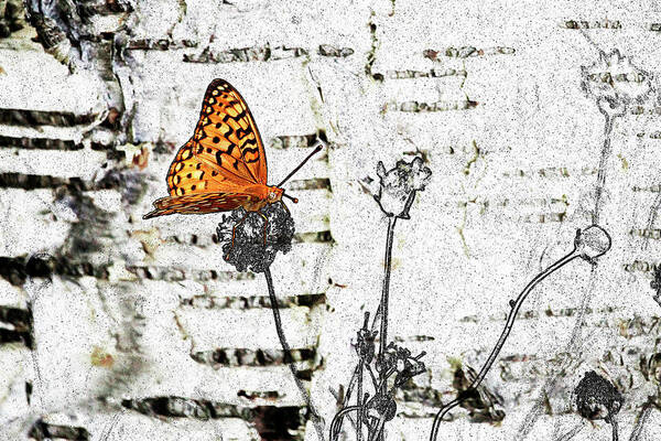 Butterfly Art Print featuring the digital art Butterfly by K Bradley Washburn