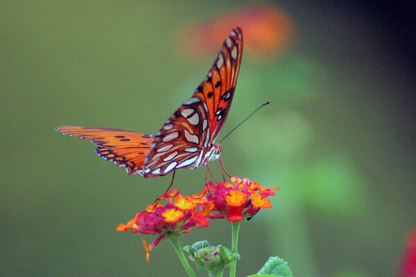 Butterfly Art Print featuring the photograph Butterfly Majestic by DB Hayes