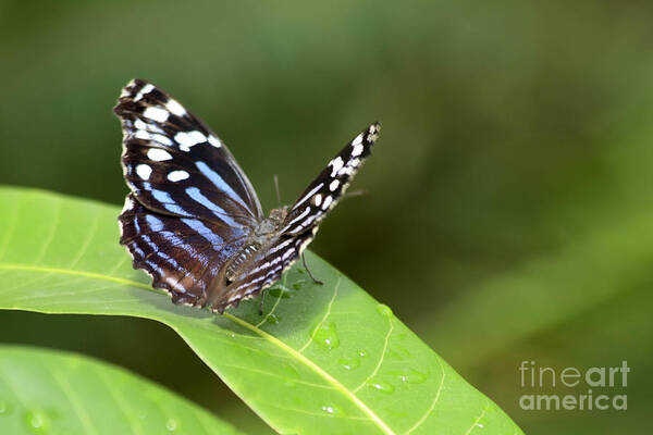 Butterfly Colorful Art Print featuring the photograph Butterfly by Teresa Zieba