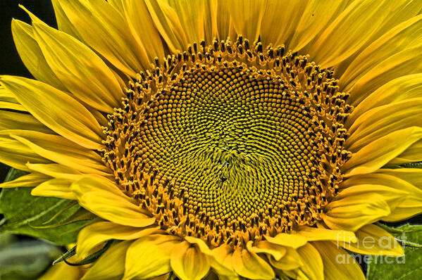 Sunflower Art Print featuring the photograph Buttonwood Sunflower 3 by Edward Sobuta