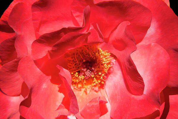 Rose Art Print featuring the photograph By Any Other Name by Mike Stephens