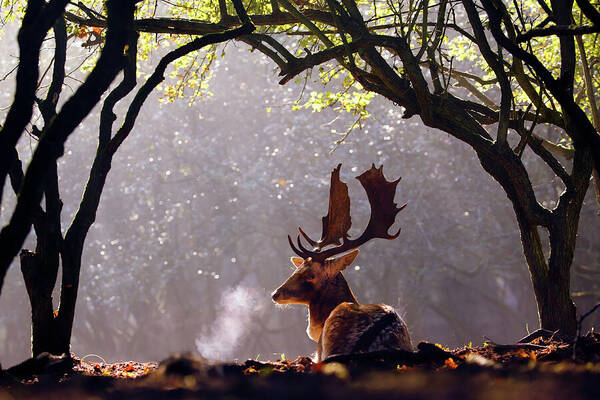 Deer Art Print featuring the photograph C-c-c-cold Breath - Fallow Deer Buck by Roeselien Raimond