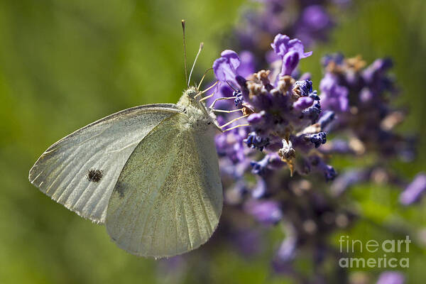 Cabbage White Butterfly Art Print featuring the photograph Cabbage White Butterfly by Inge Riis McDonald
