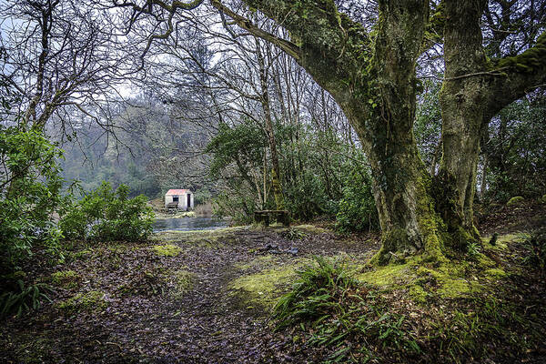 Ireland Art Print featuring the photograph Cabin in the Woods by WAZgriffin Digital