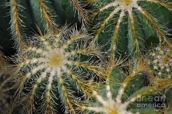 Cactus Art Print featuring the photograph Cacti  Water Drops by Elaine Manley