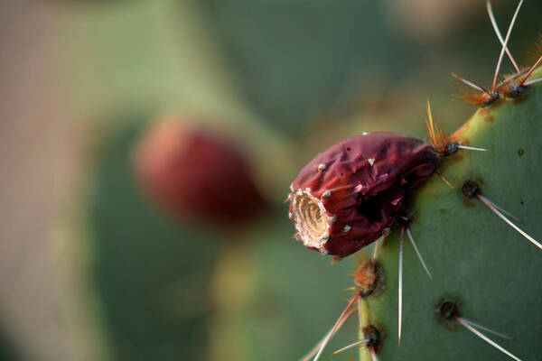 Macro Art Print featuring the photograph Cactus blossom by Michael McGowan