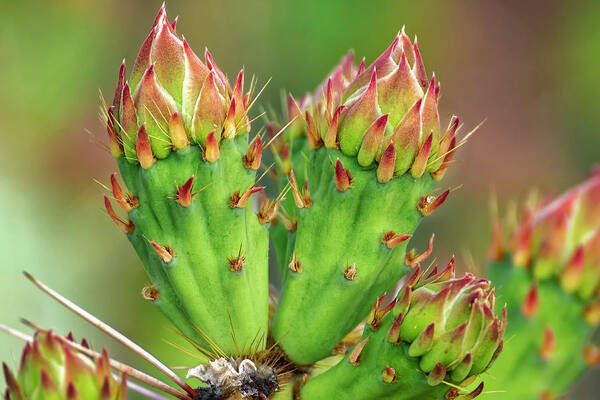 Buds Art Print featuring the photograph Cactus Buds h1857 by Mark Myhaver