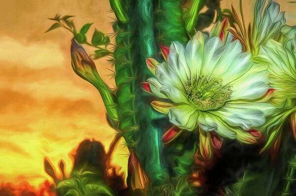 Cactus Art Print featuring the photograph Cactus Flower at Sunrise by Pete Rems