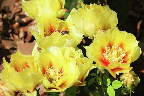 Nature Art Print featuring the photograph Cactus Flowers and Friend by Sheila Brown