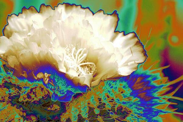 Abstract Cactus Flower Art Print featuring the photograph Cactus Moon Flower by Andrea Lazar