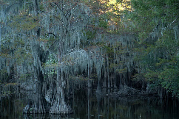 Caddo Lake Art Print featuring the photograph Caddo Lake #2 by David Chasey