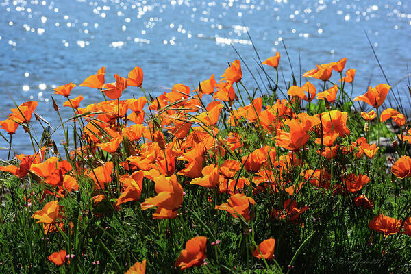 Wildflowers Art Print featuring the photograph California Poppies by Richardson Bay by Brian Tada