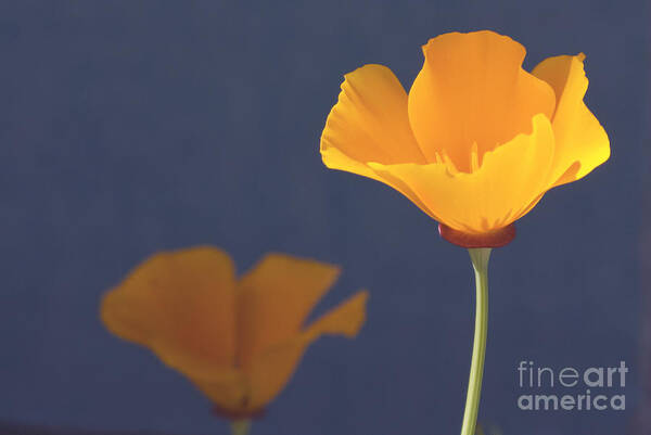 Wildflower Art Print featuring the photograph California poppies by Cindy Garber Iverson