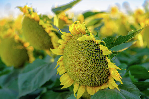 Sunflowers Art Print featuring the photograph California Sunflowers by Robin Mayoff