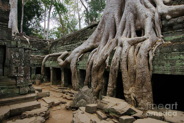 Root Art Print featuring the photograph Cambodia_d199 by Craig Lovell