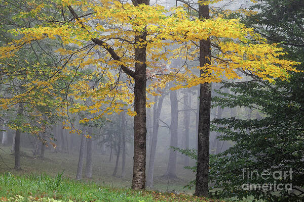 Birch Art Print featuring the photograph Yellow birch tree in fog by Kevin Shields
