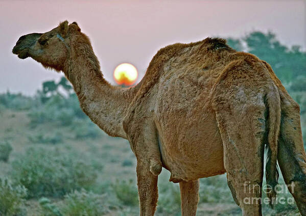 India Art Print featuring the photograph Camel Sunrise by Michael Cinnamond