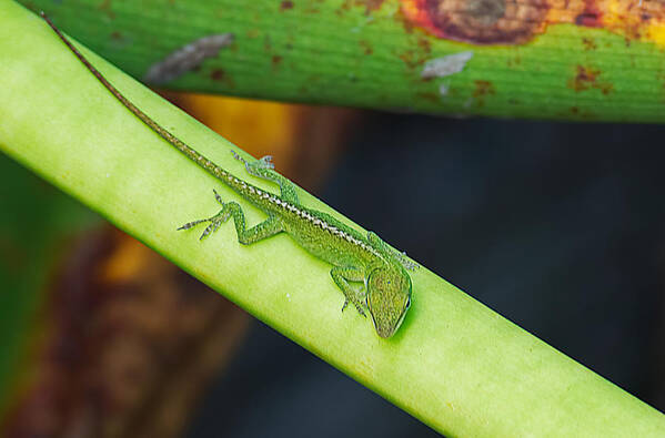 Anole Art Print featuring the photograph Camouflage by Kenneth Albin