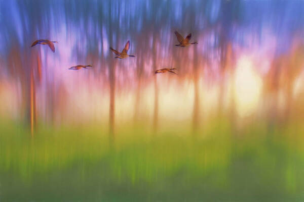 Canada Geese Art Print featuring the photograph Canada Geese - Flight - Sunset by Nikolyn McDonald