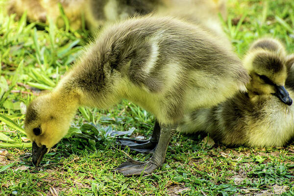 Canada Goose Art Print featuring the photograph Canada Goose Gosling by Gary Whitton