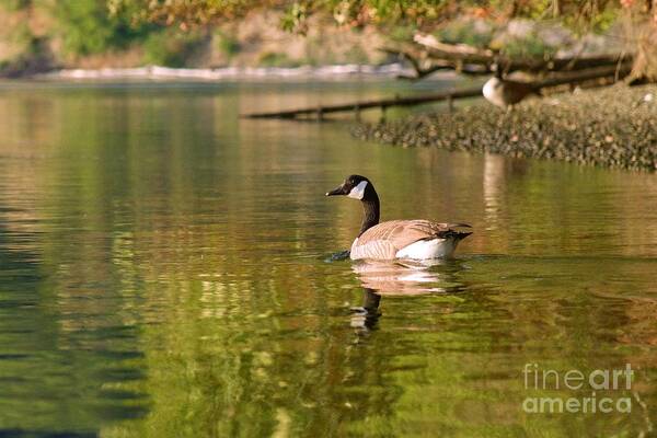 Photography Art Print featuring the photograph Canada Goose by Sean Griffin