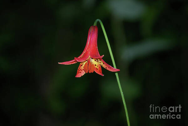 Canada Lily Art Print featuring the photograph Canada Lily by Randy Bodkins