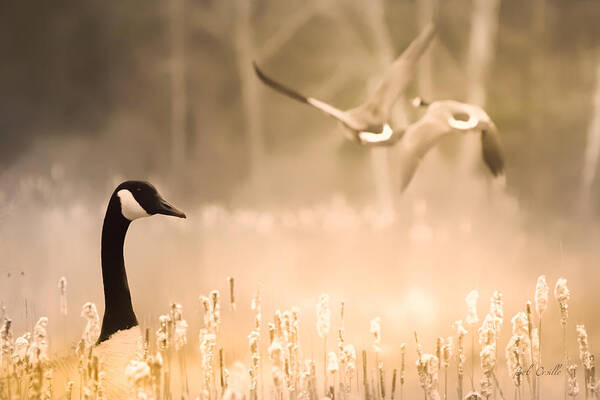 Animal Art Print featuring the photograph Canadian Geese by Bob Orsillo