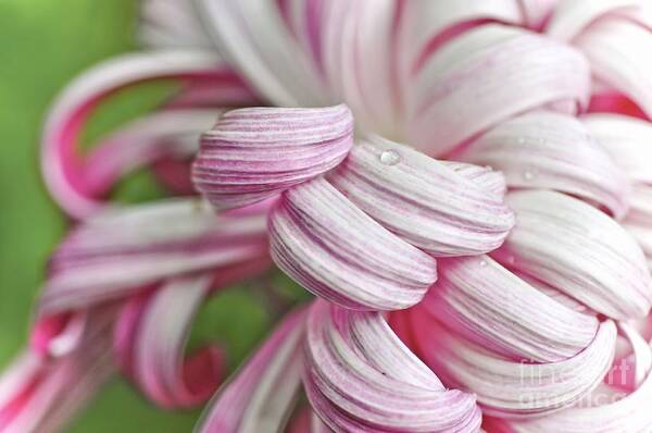 Flower Art Print featuring the photograph Candy Cane Petals by Elaine Manley