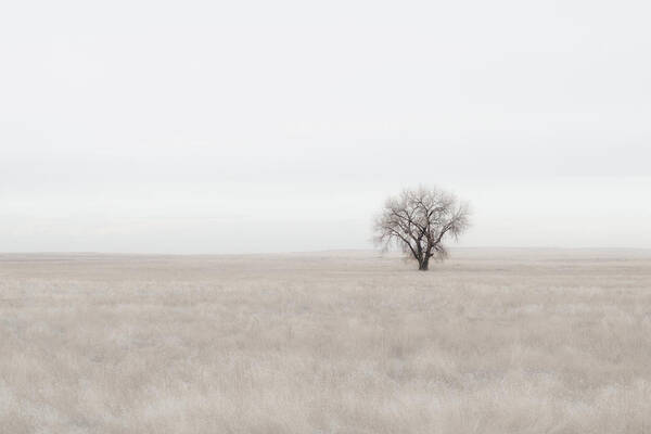 Tree Art Print featuring the photograph Canpaza by Philip Rodgers