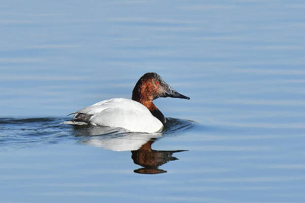 Waterfowl Art Print featuring the photograph Canvasback Duck by Alan Lenk