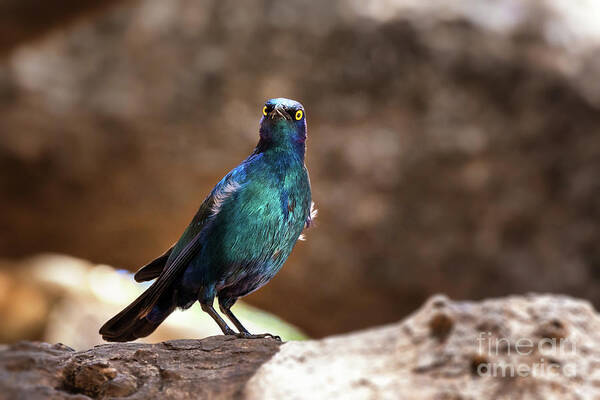 Starling Art Print featuring the photograph Cape glossy starling by Jane Rix