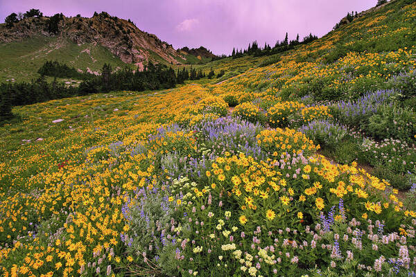 Utah Art Print featuring the photograph Cardiff Pass Sunset and Wildflowers - Alta, Utah by Brett Pelletier