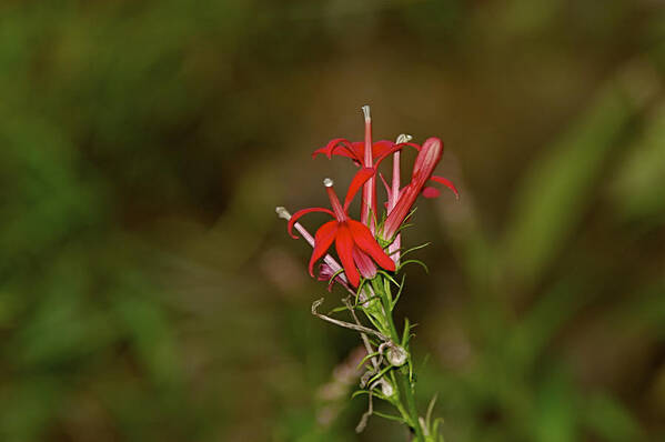 Animal Art Print featuring the photograph Cardinal Flower by Jack R Perry
