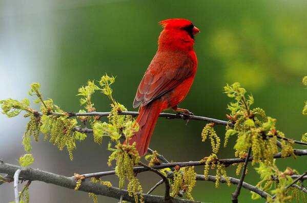Bird Art Print featuring the photograph Cardinal in Early Spring by Chuck Brown