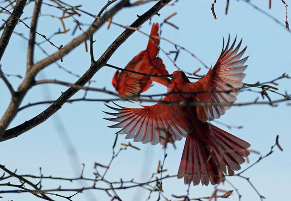 Winter Art Print featuring the photograph Cardinal Wing Span by Brook Burling