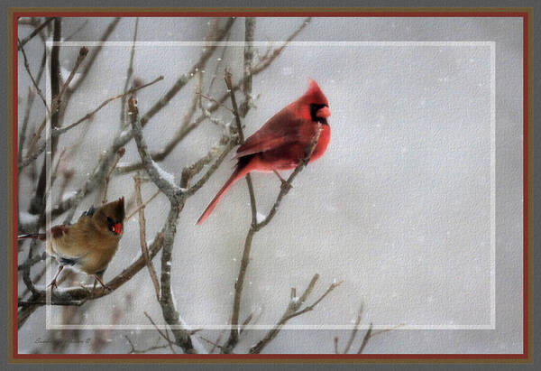 Animal Art Print featuring the photograph Cardinals In Snow, Framed by Sandra Huston