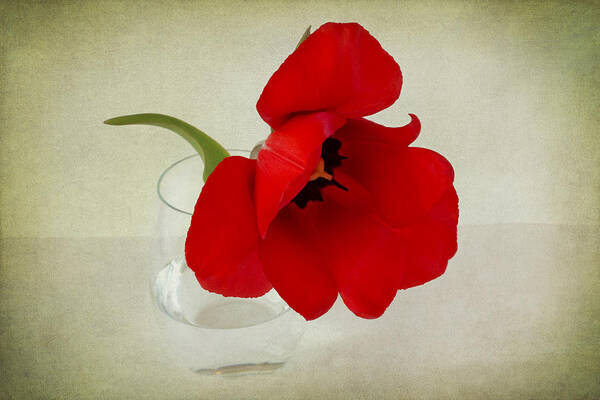 Red Tulip Art Print featuring the photograph Carmen by Marina Kojukhova