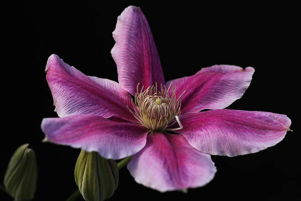 Abundant Art Print featuring the photograph Carnaby Clematis by Tammy Pool