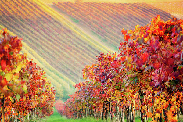 Emilia Art Print featuring the photograph Castelvetro di Modena, vineyards in Autumn by Francesco Riccardo Iacomino