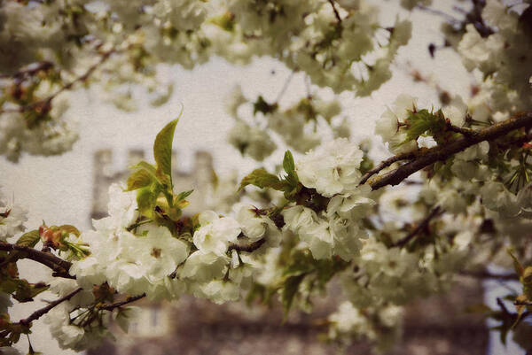 Castle Art Print featuring the photograph Castle Blossoms #2 by Marilyn Wilson