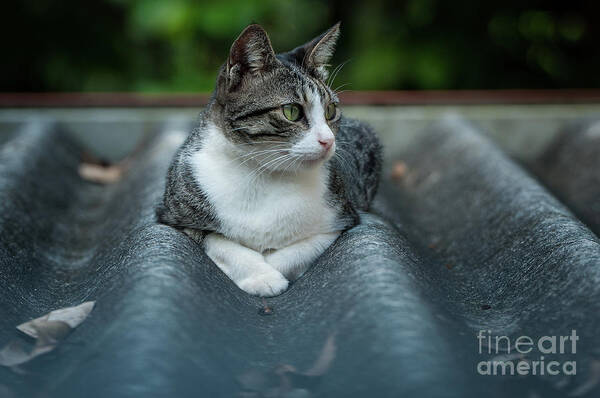 Cat On A Roof Art Print featuring the photograph Cat in the Cradle by Venura Herath