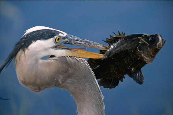 Great Blue Heron Art Print featuring the photograph Catch of the Day by John Harmon