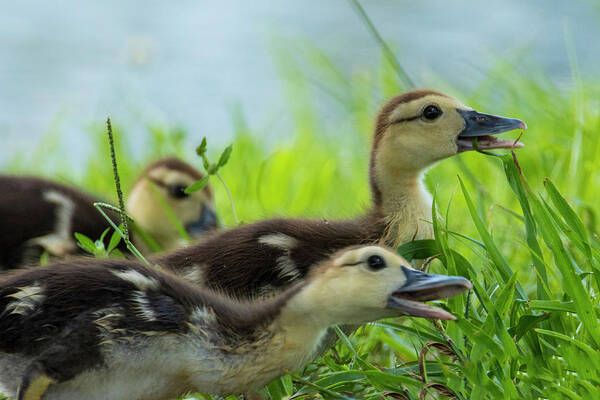 Ducks Art Print featuring the photograph Catching Bugs by Don Durfee