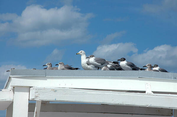 Seagulls Art Print featuring the photograph Catching Some Rays by Frank Mari